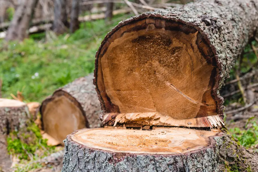 Common Tree Hazards And When Cutting Is Necessary in Bethel, CT