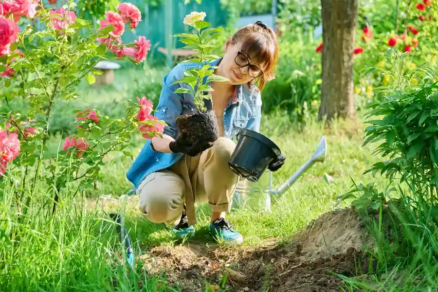 How Gardening Services Improve Plant Longevity And Growth Bethel, CT