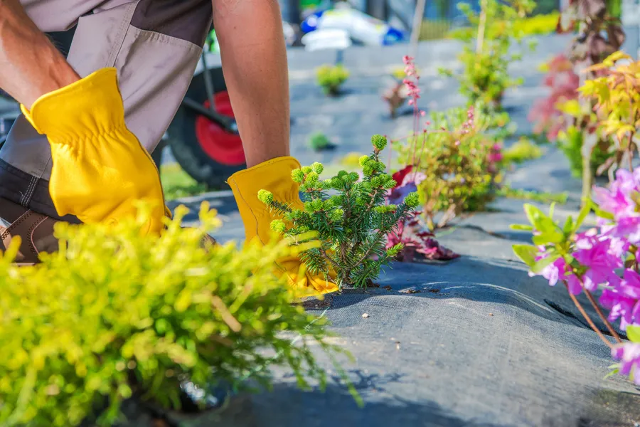 How Gardening Services Improve Plant Longevity And Growth in Bethel, CT