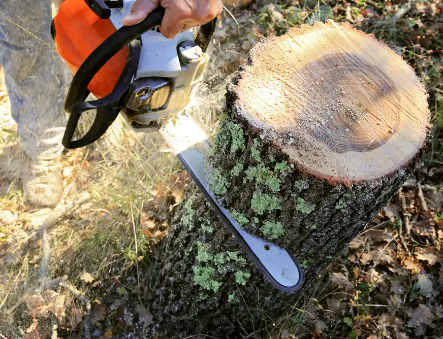 How Tree Cutting Services Prevent Property Damage in Bethel, CT